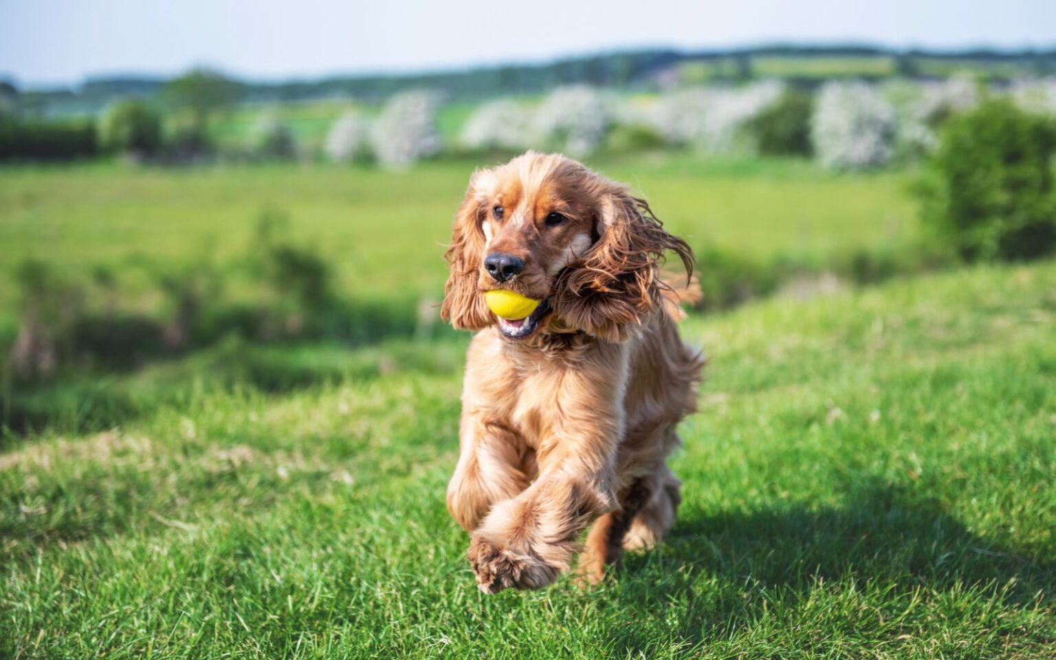 175 Best Dog Hashtags for Instagram (2023)